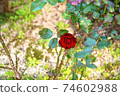 Rose in full bloom 74602988
