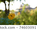 Roadside cosmos 74603091