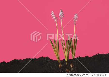 A creative photograph of blue mauskari growing out of the ground. Sectional land 74603321