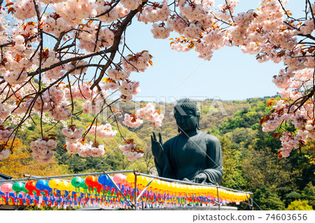 Buddha statue with cherry blossoms at Gakwonsa Temple in Cheonan, Korea 74603656