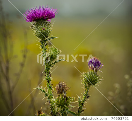 blooming thistle with aphids on thorny green stems 74603761