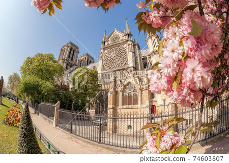 Paris, Notre Dame cathedral with spring trees in France 74603807