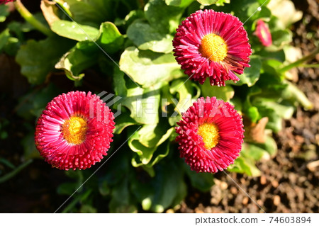 Daisy Daisy Early Pomponette Rose Daisy Daisy Early Pomponette Rose 74603894