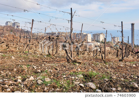 dry winter pruned vines in the vineyard against the backdrop of residential areas dry winter pruned vines in the vineyard against the backdrop of residential areas 74603900