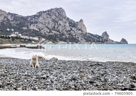 stray white cat sits on a pebble beach against the backdrop of coastal rocks 74603905