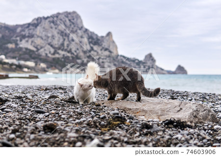two cats get to know each other on a pebble sea beach 74603906