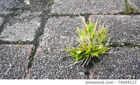 Weeds growing from the joints of sidewalk tiles in the park 02 Weeds growing from the joints of sidewalk tiles in the park 02 74604127