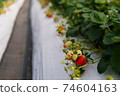 Strawberry picking 74604163