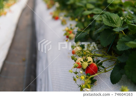 Strawberry picking Strawberry picking 74604163