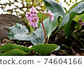 Wildflower 74604166