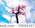 Plum and sky 74604167