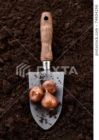 Planting tulip bulbs in soil 74604266