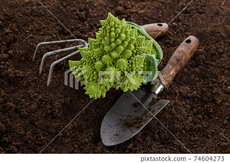 Romanesco cauliflower and garden tools on soil 74604273