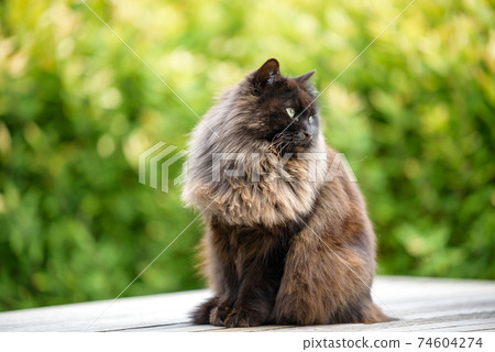 尾道流浪貓（長毛黑貓） 74604274