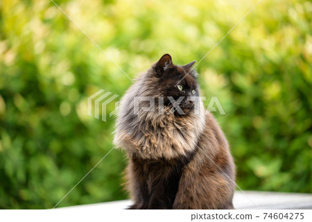 尾道流浪貓(長毛黑貓) 尾道流浪貓(長毛黑貓) 74604275