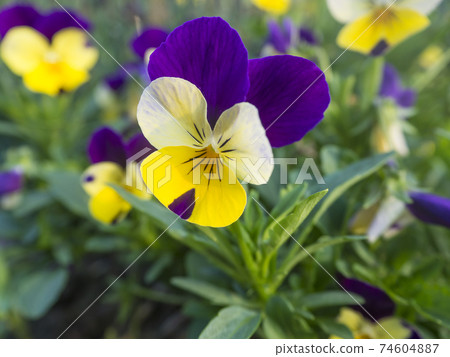 Close up garden pansy, yellow, purple and violet viola spring flower on a green bokeh background, selective focus, copy space Close up garden pansy, yellow, purple and violet viola spring flower on a green bokeh background, selective focus, copy space 74604887