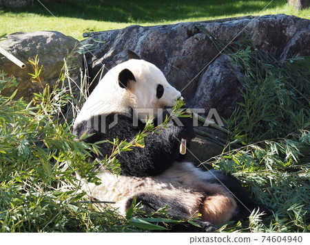 Cute panda in Nanki Shirahama Adventure World 74604940