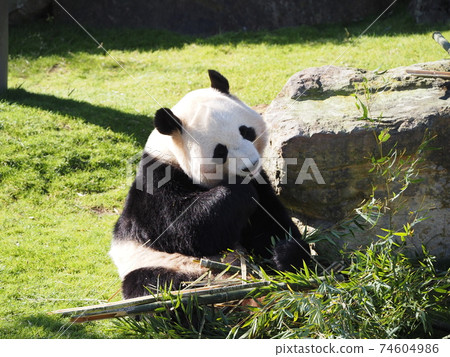 Cute panda in Nanki Shirahama Adventure World Cute panda in Nanki Shirahama Adventure World 74604986