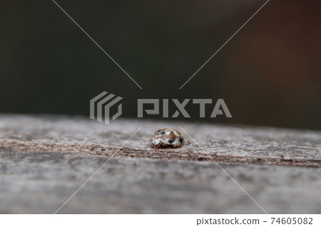 Spider ladybird Spider ladybird 74605082
