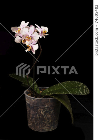 Beautiful curved dotted pink orchid in the pot on dark background Beautiful curved dotted pink orchid in the pot on dark background 74605482