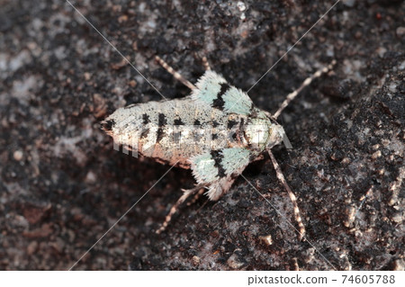 Ichimojifu Yunami Shaku (female) 74605788