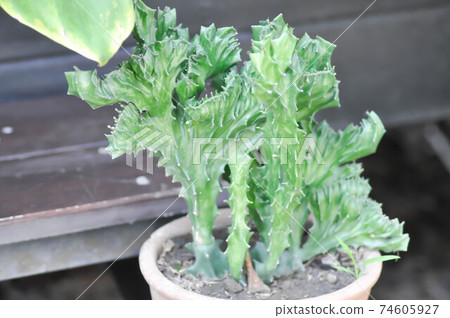 cactus plant or cactus tree cactus plant or cactus tree 74605927