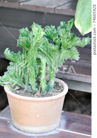 cactus plant or cactus tree cactus plant or cactus tree 74605928