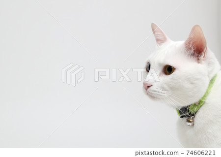Cat Cat 74606221