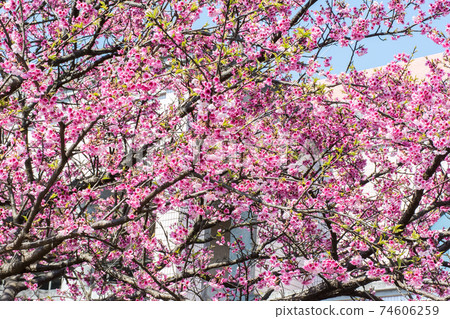 Blooming cherry blossoms Blooming cherry blossoms 74606259
