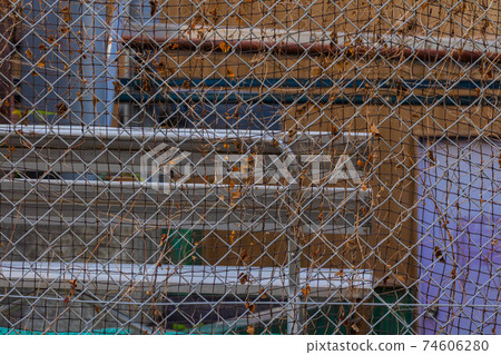 柵欄穿冬雪的常春藤 柵欄穿冬雪的常春藤 74606280