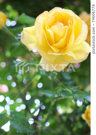 Beautifully blooming roses and drops 74606778