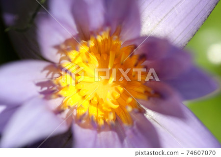 Lotus 74607070