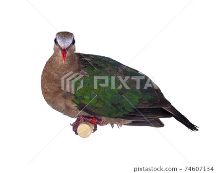 Common emerald dove on white background 74607134
