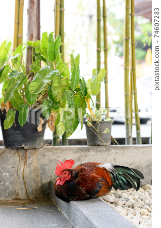 A rooster in the farm 74607283