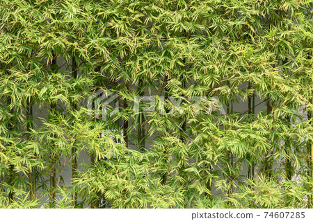 Green bamboo background for wallpaper Green bamboo background for wallpaper 74607285