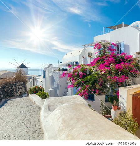Oia street with blooming flowers in the summer, Santorini, Greece 74607505