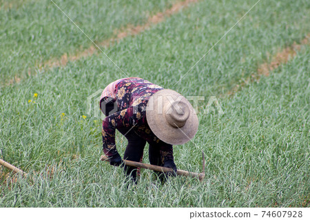 Peasant woman working on a green onion field at the Boyaca Department in Colombia 74607928