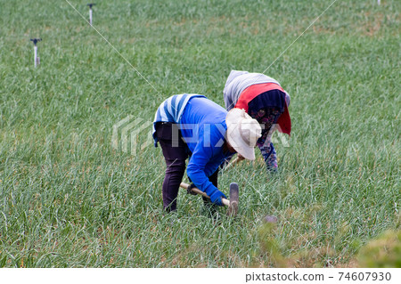 Peasant women working on a green onion field at the Boyaca Department in Colombia Peasant women working on a green onion field at the Boyaca Department in Colombia 74607930