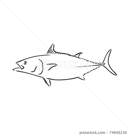 scale, fin, water, food, fish, illustration, engrave, line, drawing,  vintage, vector, fishing, tuna, tuna fish Stock Vector