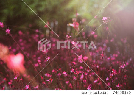 Meadow plants Oenothera lindheimeri or pink gaura flowers at sunset Meadow plants Oenothera lindheimeri or pink gaura flowers at sunset 74608350
