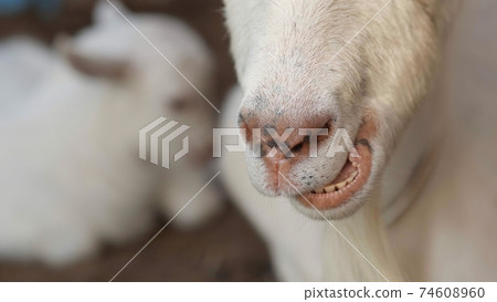 A white goat chewing mother lies next to her cub. Nose closeup. 74608960