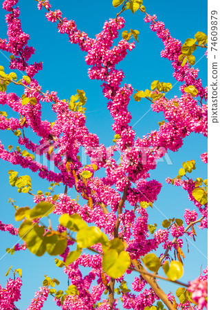 Pink flowers blossom of Eastern Redbud small decorative tree aka Japanese cherry or sakura at late Spring, Germany, closeup, details 74609879