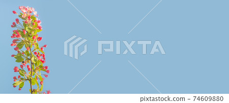 Banner with beautiful and colorful cherry blossom at Spring day in tropical garden with copy space for text and blue solid background, closeup, details 74609880