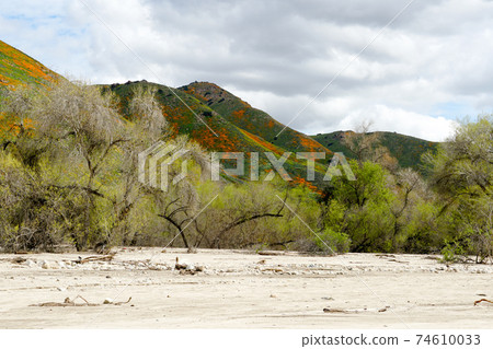 California Golden Poppy and Goldfields blooming in Walker Canyon, Lake Elsinore, CA. USA 74610033