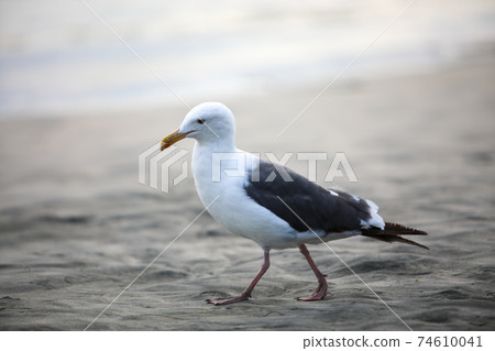 Seagull on sand at the beach during sunset time in Del Mar 74610041