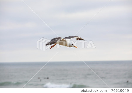 Flying Seagull over the beach during sunset time in Del Mar Flying Seagull over the beach during sunset time in Del Mar 74610049