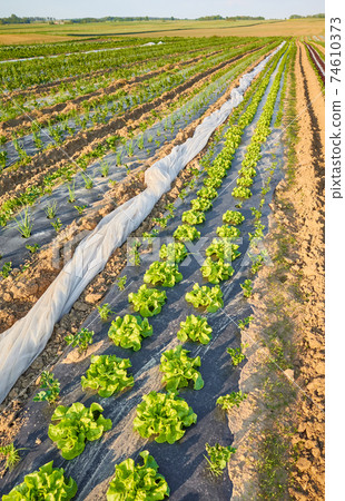 Organic vegetable farm field with lettuce patches covered with plastic mulch at sunset. Organic vegetable farm field with lettuce patches covered with plastic mulch at sunset. 74610373
