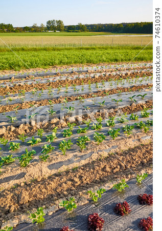 Organic vegetable farm field with patches covered with plastic mulch. 74610374