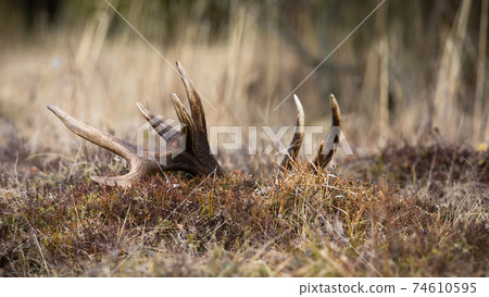 Large deer shed with white points lying on the ground in mountains Large deer shed with white points lying on the ground in mountains 74610595