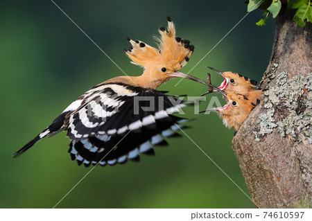 Eurasian hoopoe feeding chick in tree in summer nature. 74610597